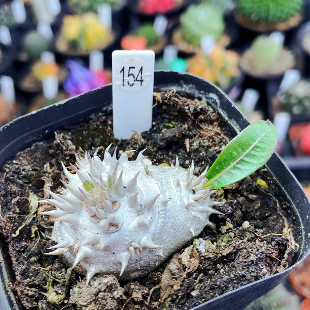 大黑非偏远地区满25包邮仙人球