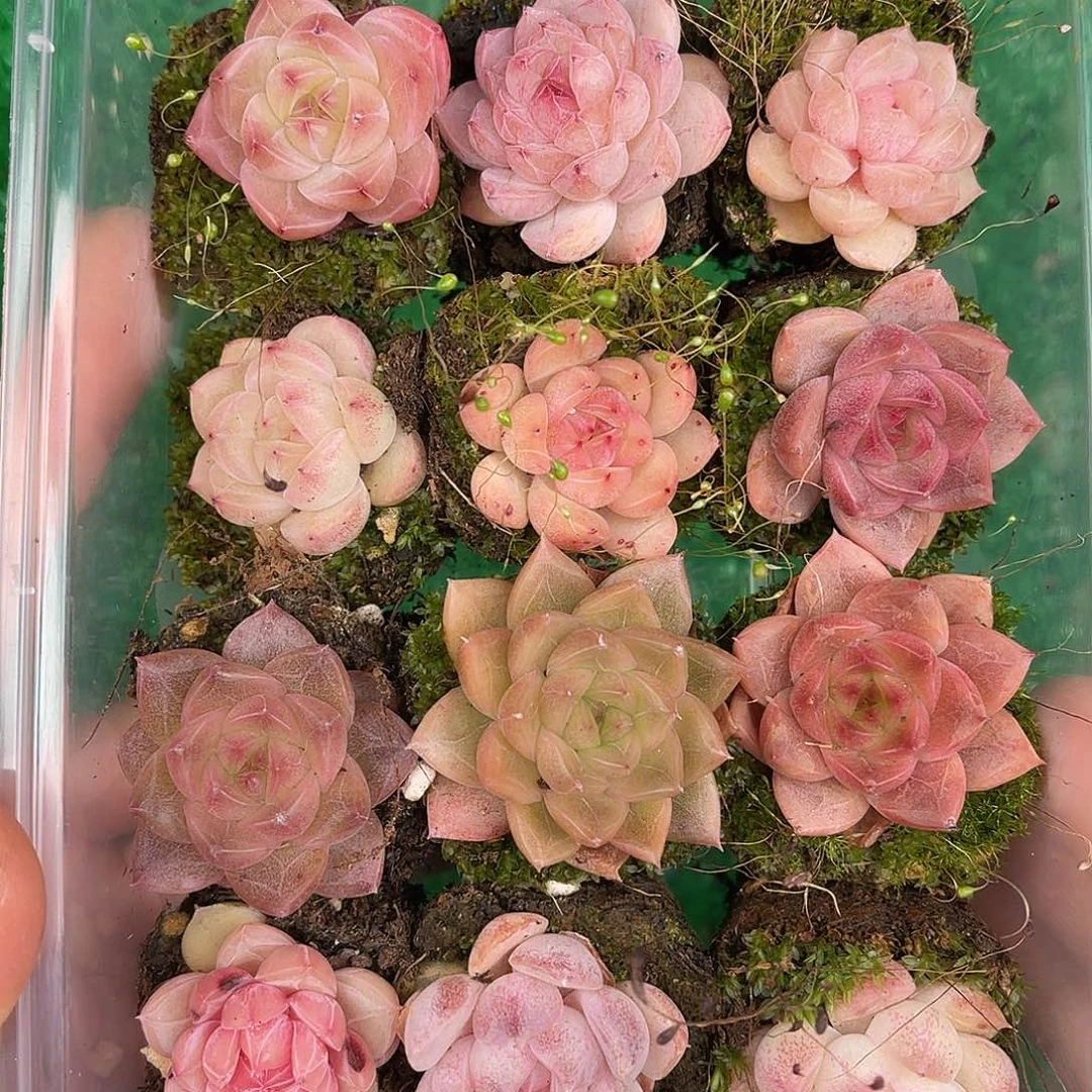 多肉一物一拍28-92