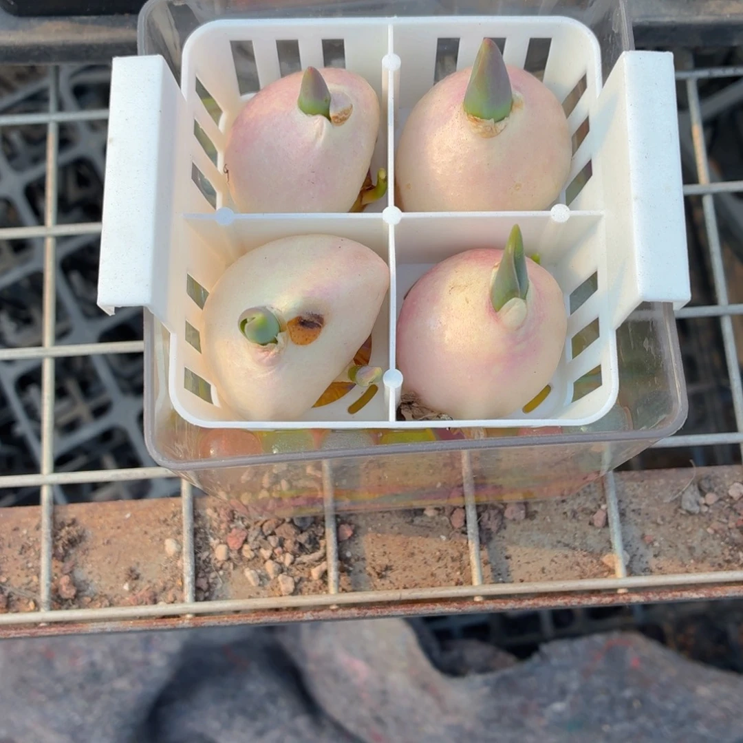 4颗混色郁金香➕水培盆