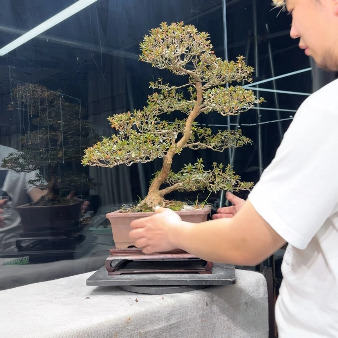 清**月花卉苗木花卉苗木