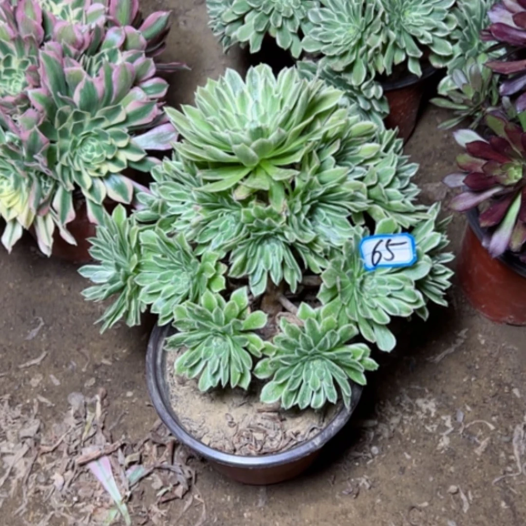 【闪购商品】多肉植物碧浪65