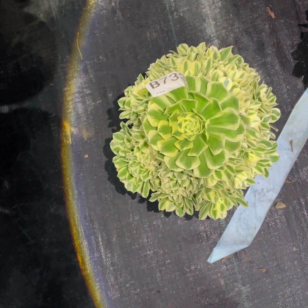 向***生迈巴赫多肉。    733