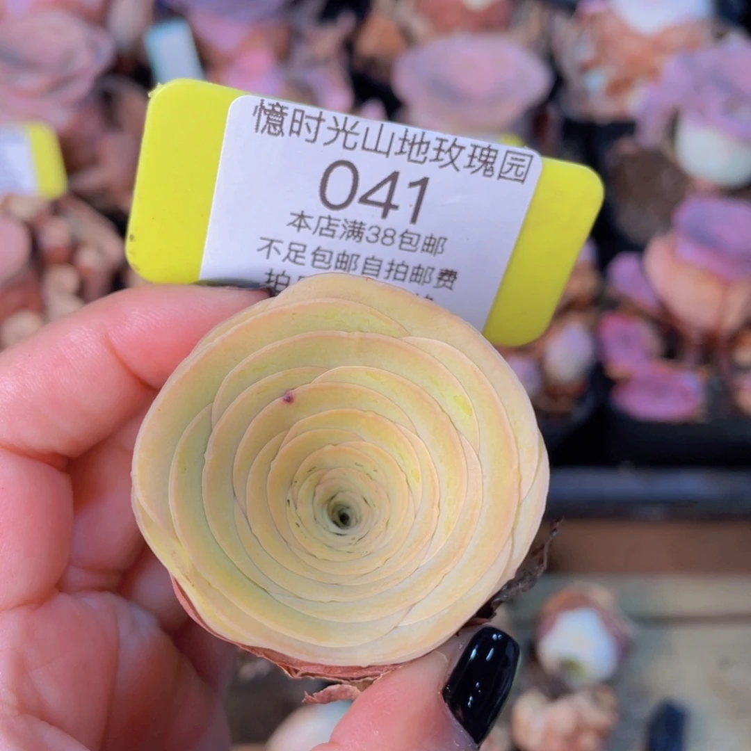 山地玫瑰041满38包邮偏远地区除外裸根发货