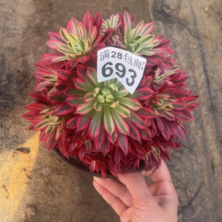 693凤凰白锦多肉植物