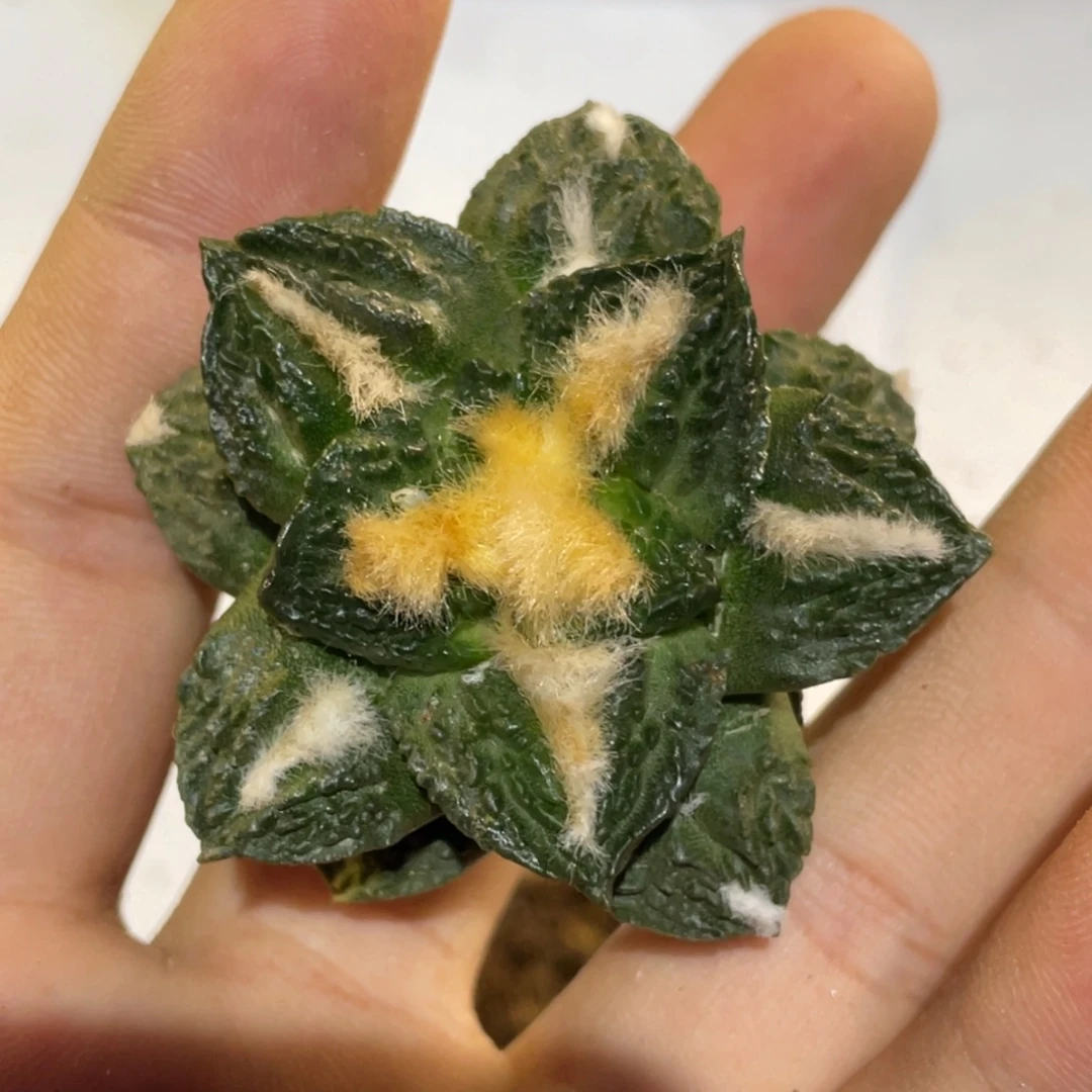 全部花朵自根864 仙人球