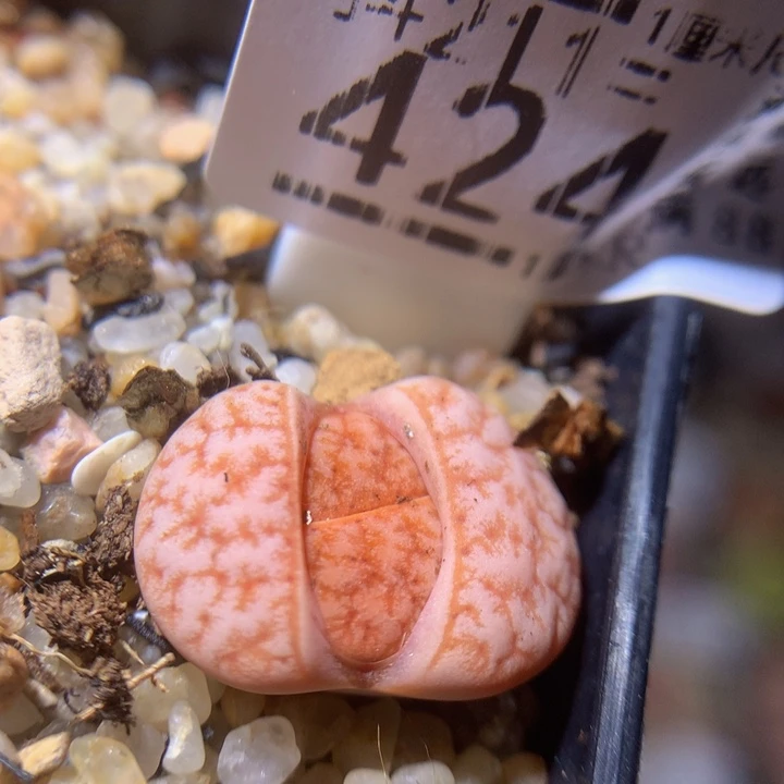 精品生石花211.424