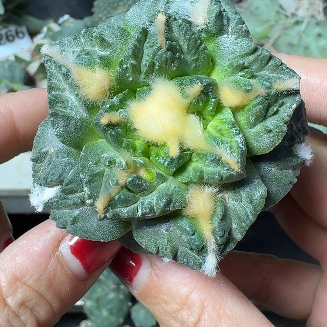 无花朵志贺龟甲牡丹550