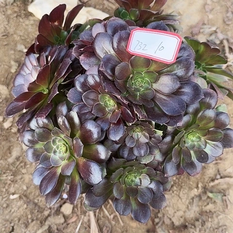 多肉植物荷兰玫瑰732