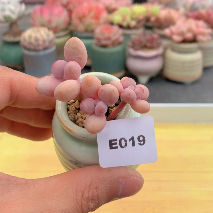 一物一拍满38包邮E019