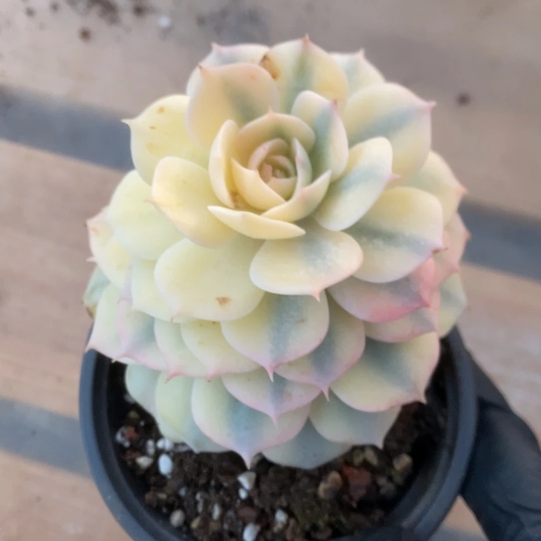 巴黎蓝雪郁锦锦锦锦