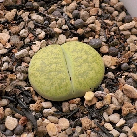 2381一箭之遥母本带盆土发货