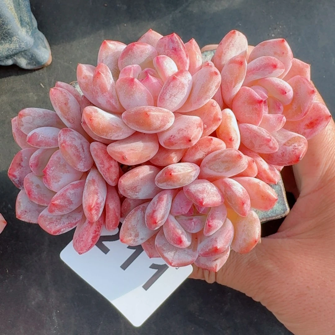 雪之魄树桩      愿你一路坦途，乘风破浪展宏图