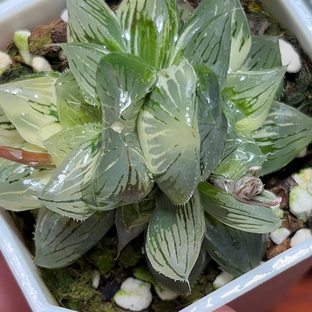 恭喜发财大吉大利0339多肉