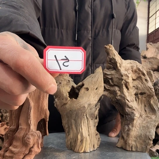 高*紫砂噜啦啦啦啦啦啦