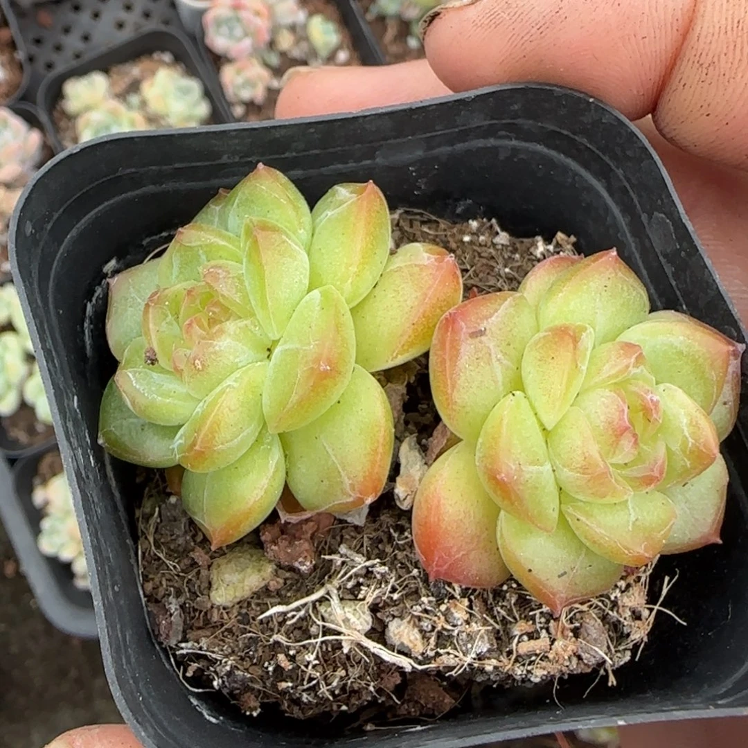 小卡拉米糖心一物一拍8-96