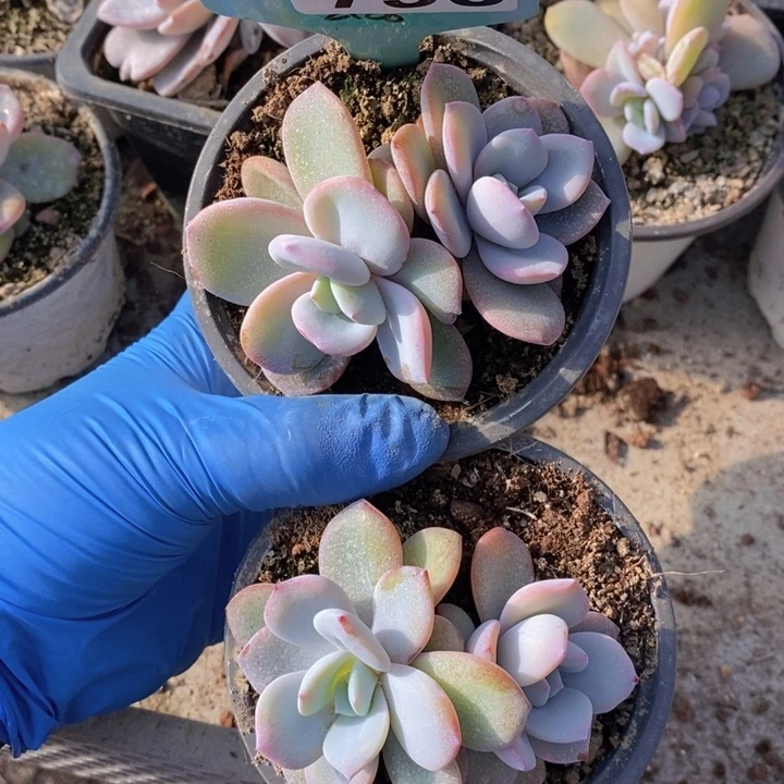 756奶茶两颗，28包邮。