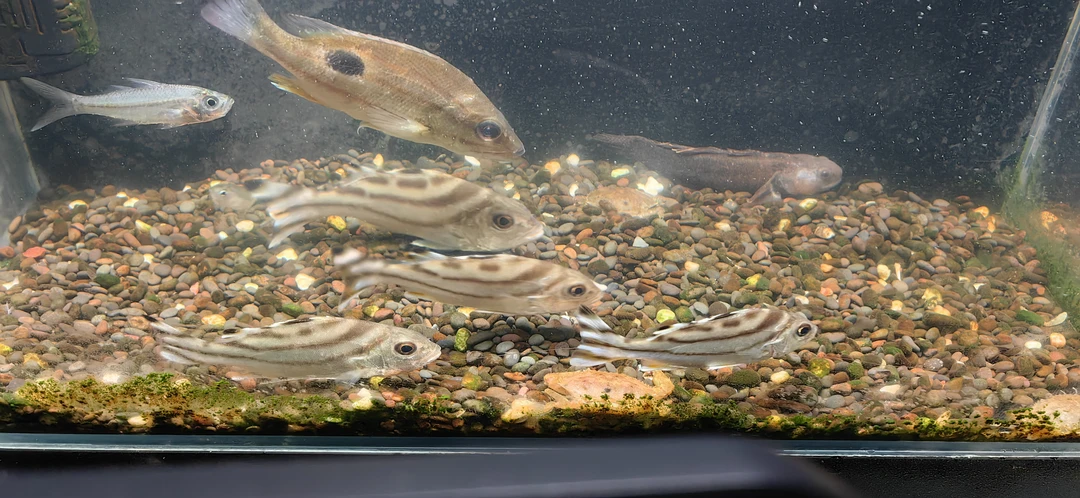 淡化三线鱼斑猪海水鱼观赏鱼饲养群游纹鼠唱歌婆尖吻鯻纯淡水可养