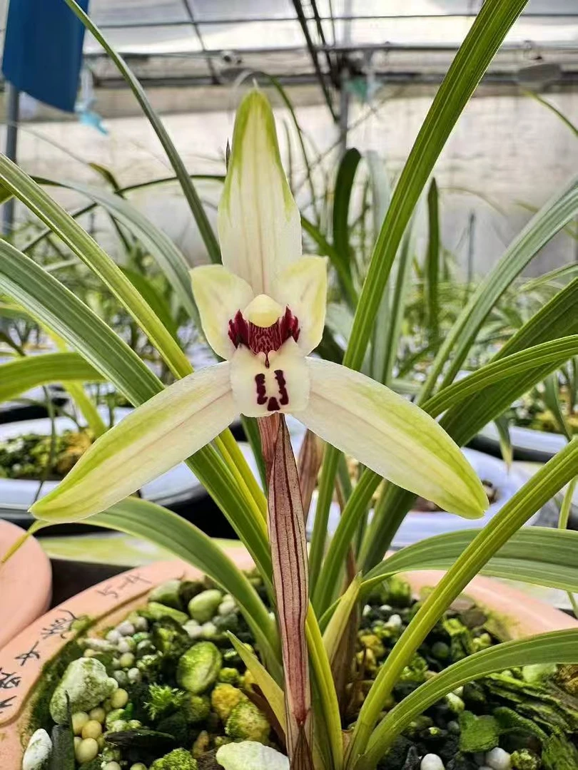 兰花 直播专用链接 一物一拍