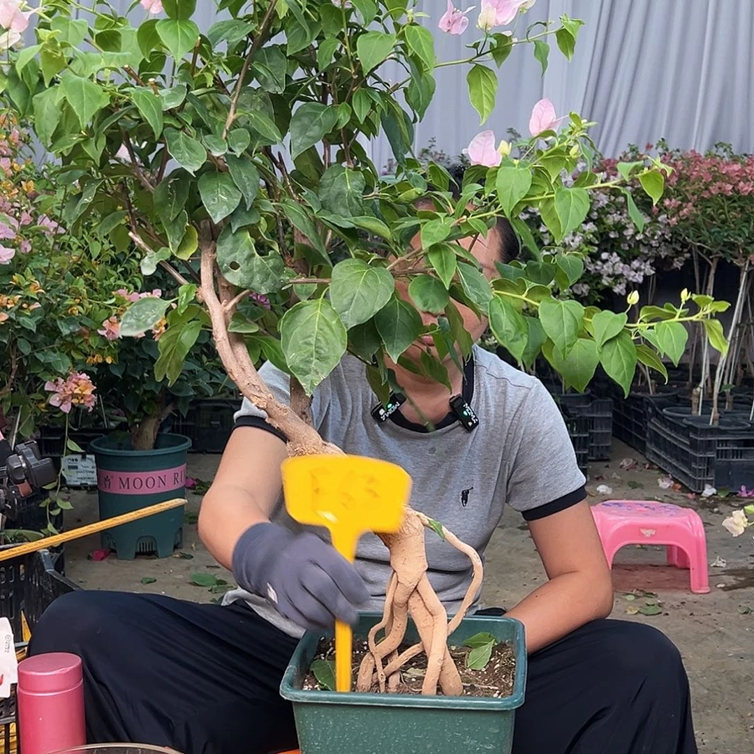 小***子当前无花栽培后可以开花F63广红樱