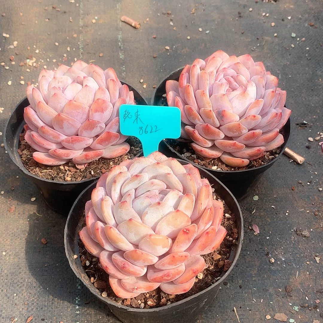 精品梦露单头8622