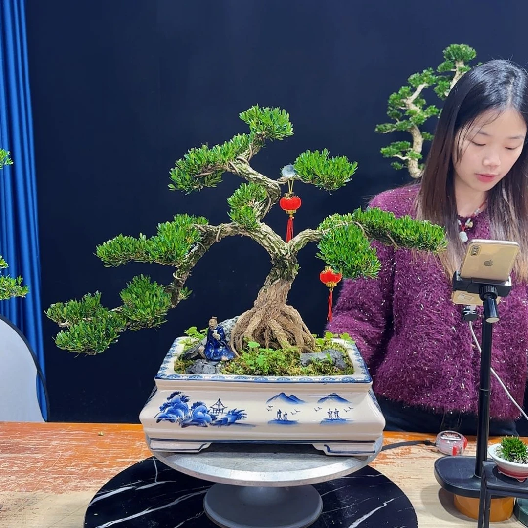 黄杨室内室外盆景