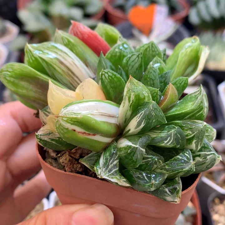 玉露寿锦，带盆发货