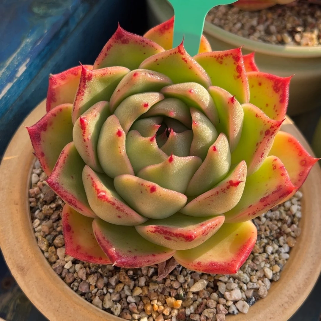 从前慢多肉精选编号0117.55