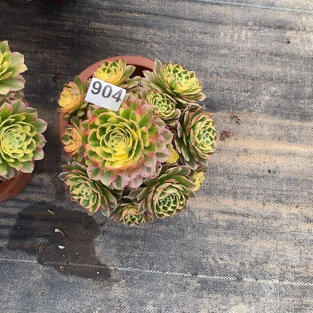 904海仙冠服20公分