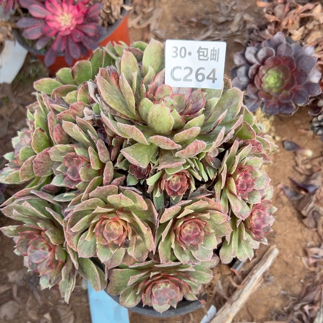 264 多肉法师红霞