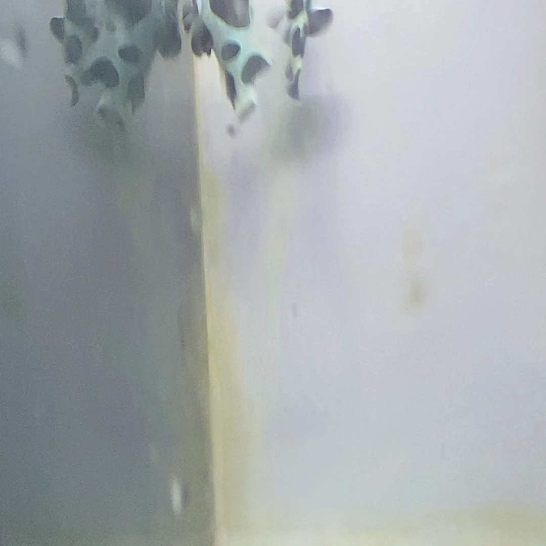 海水鱼熊猫小丑鱼