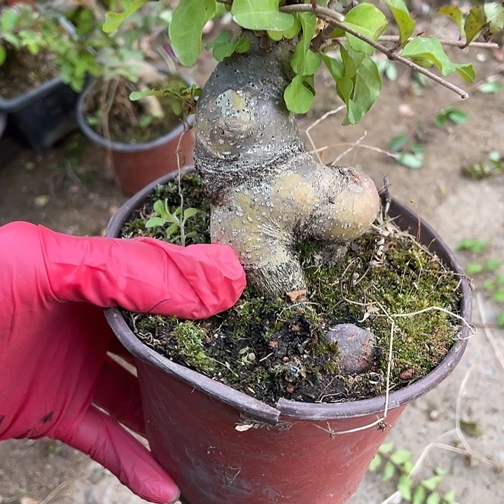 放***涯无花朵30花花菊花菊花家
