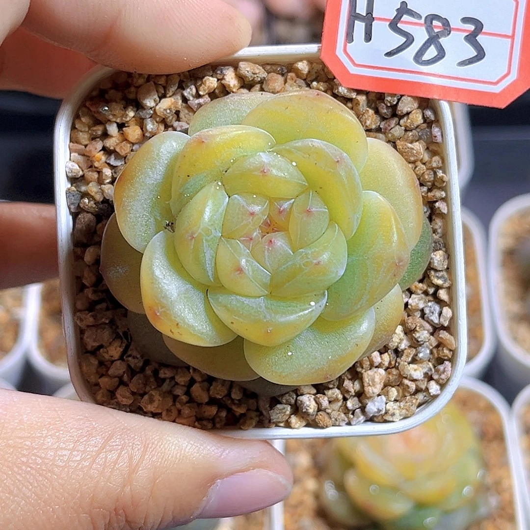 H583  拿铁奶沫满18包邮