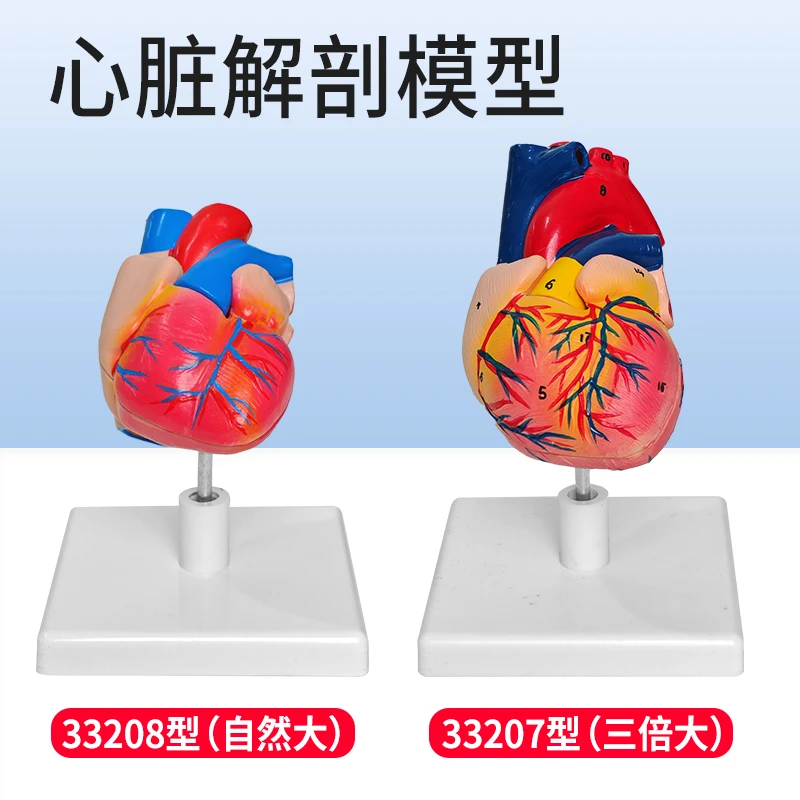 心脏解剖模型33208自然大33207三倍大教学模型心脏医学可拆卸仿真
