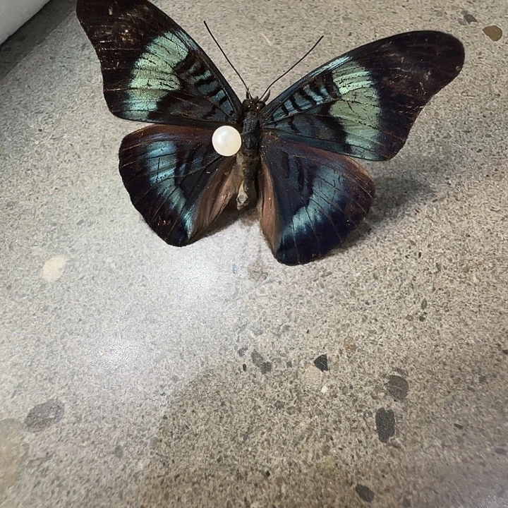 炬蛱蝶蝴蝶标本瑕疵