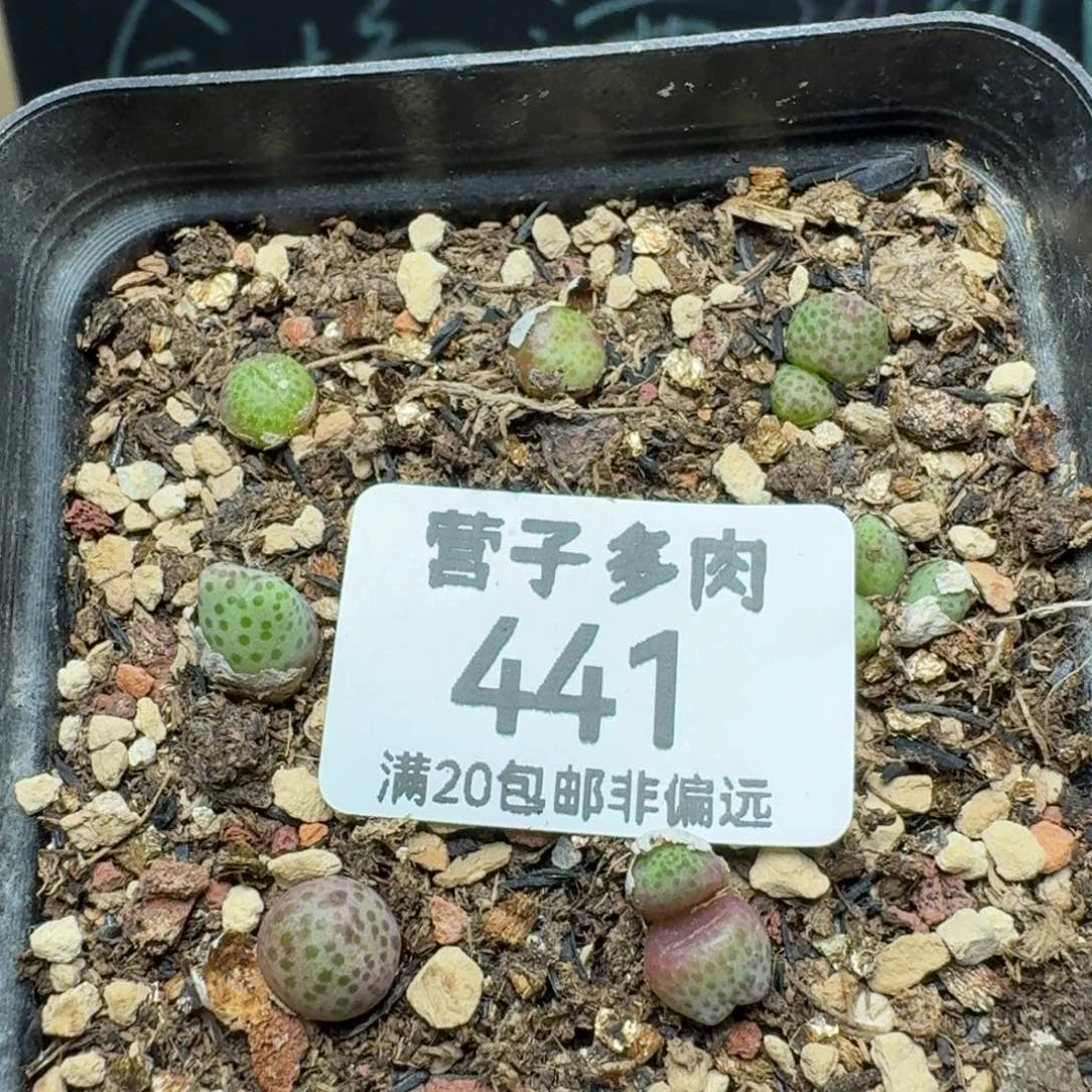 龙猫带盆土