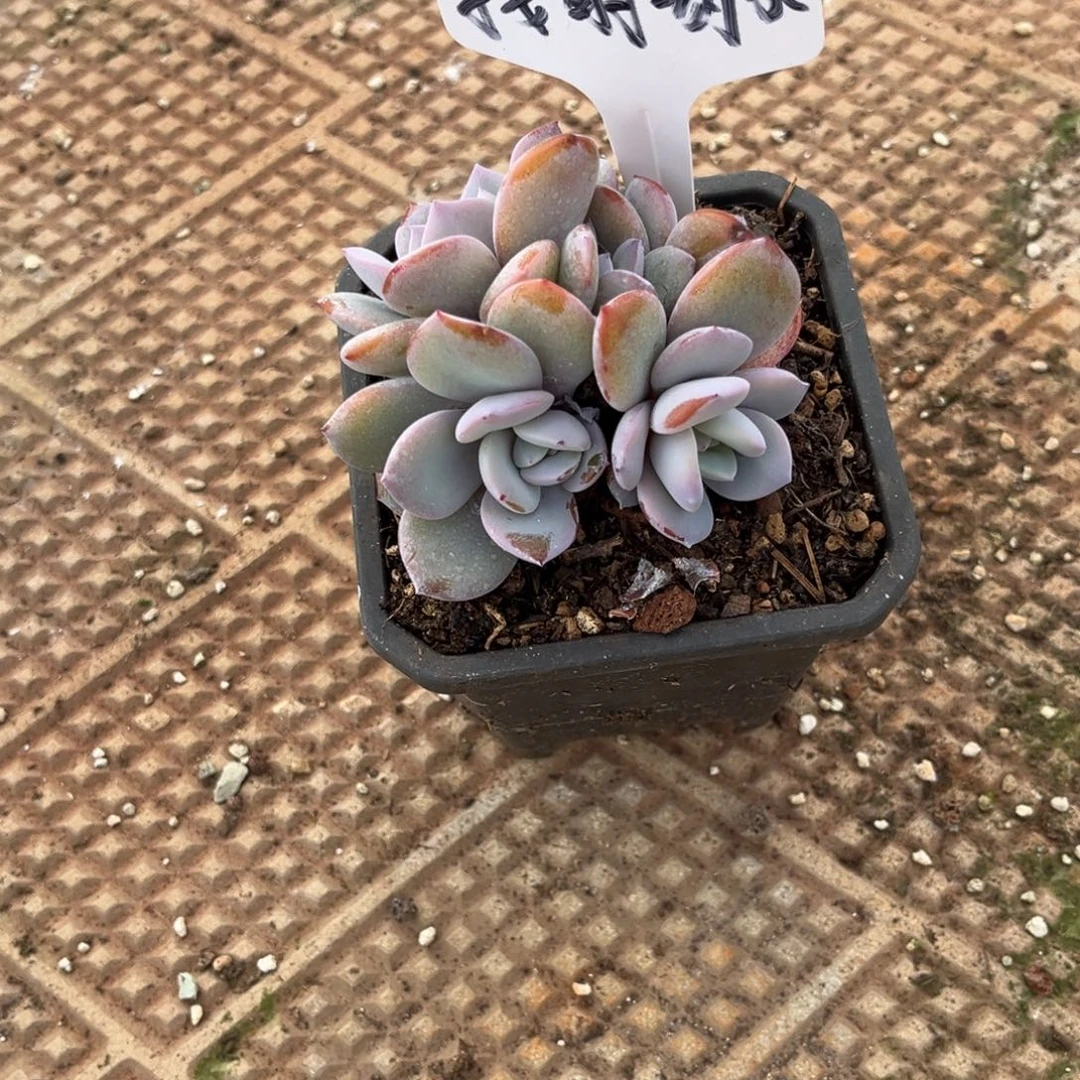 *****按时喝水姐姐的奶茶