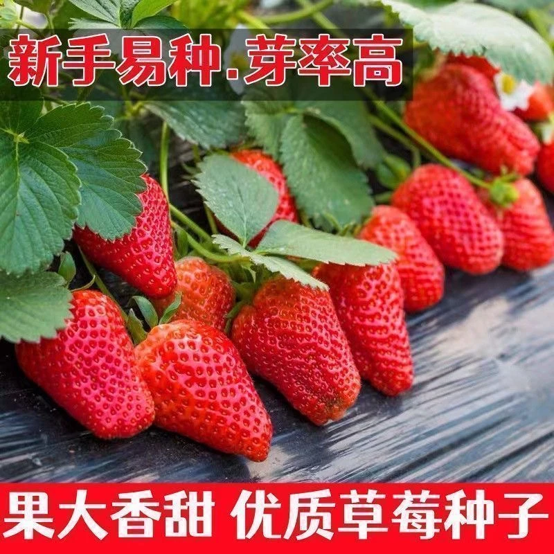 【奶油草莓种子】四季结果好养殖易活室内外阳台水果盆栽植物草莓