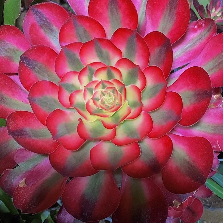 怕****雪多肉植物保护研究所