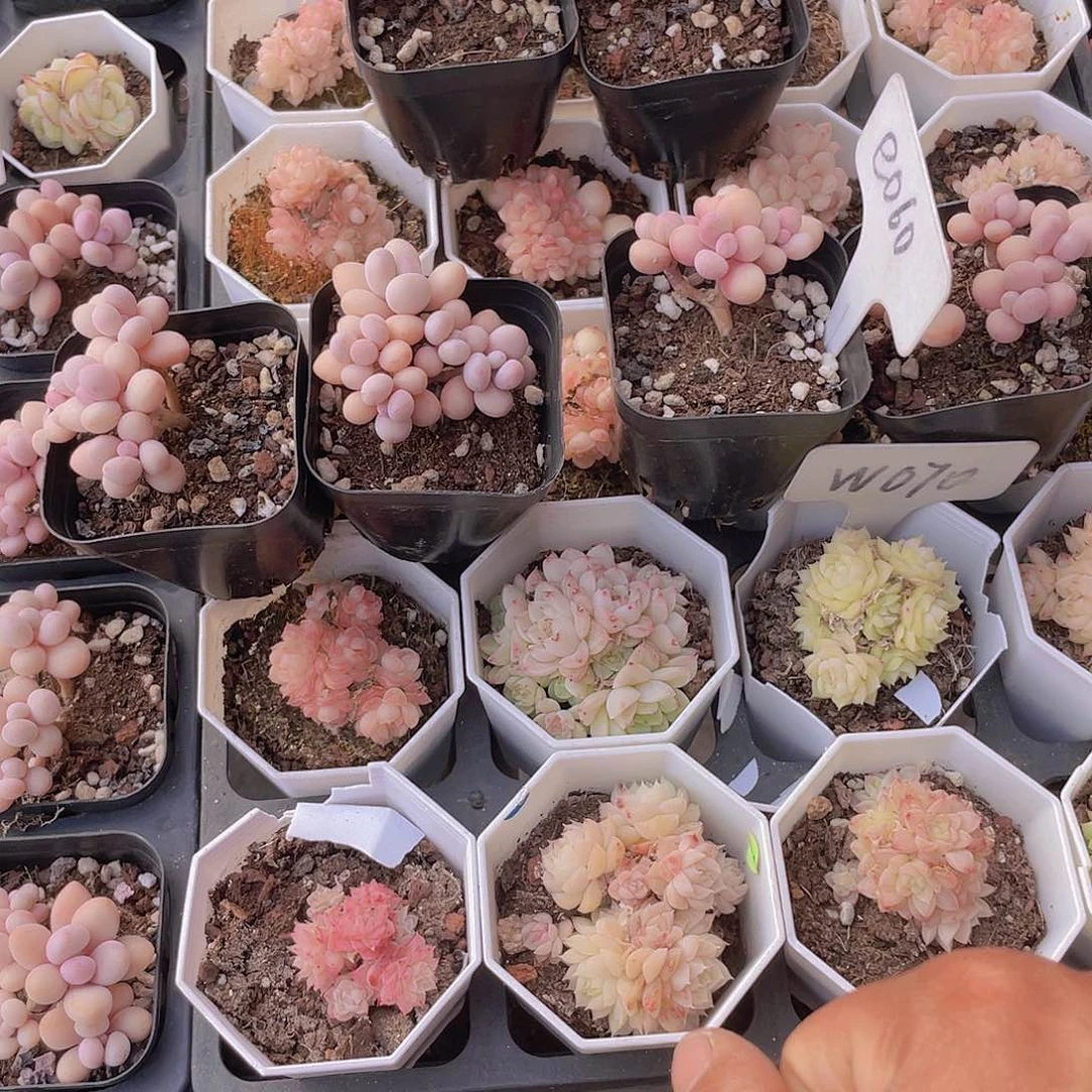 c****狗桃蛋e060一物一拍