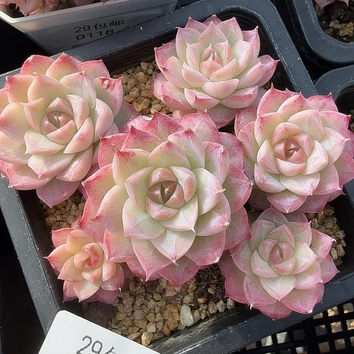 0120-83 女王自然群