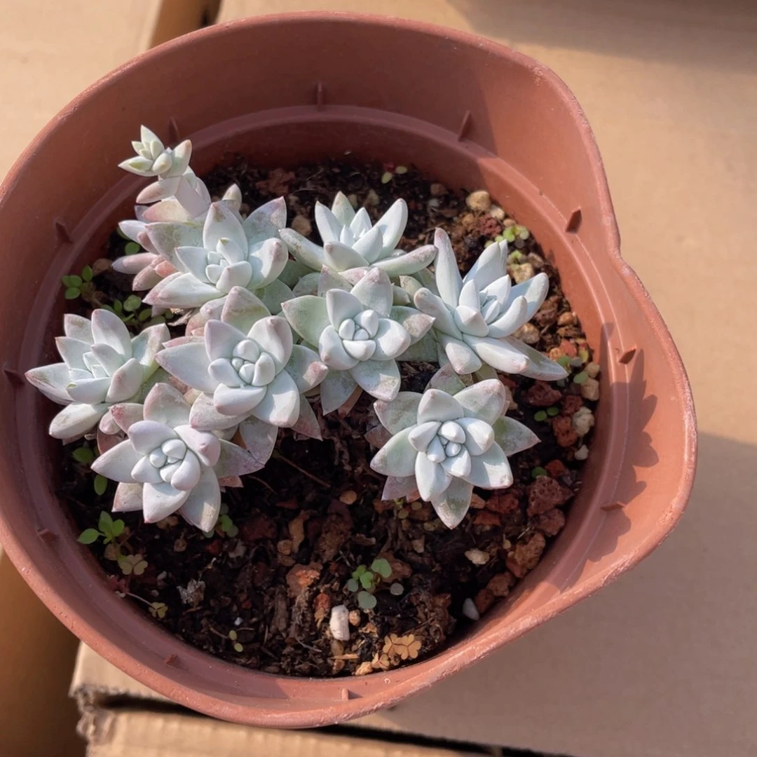 多头老桩白菊多肉9.9包邮发货