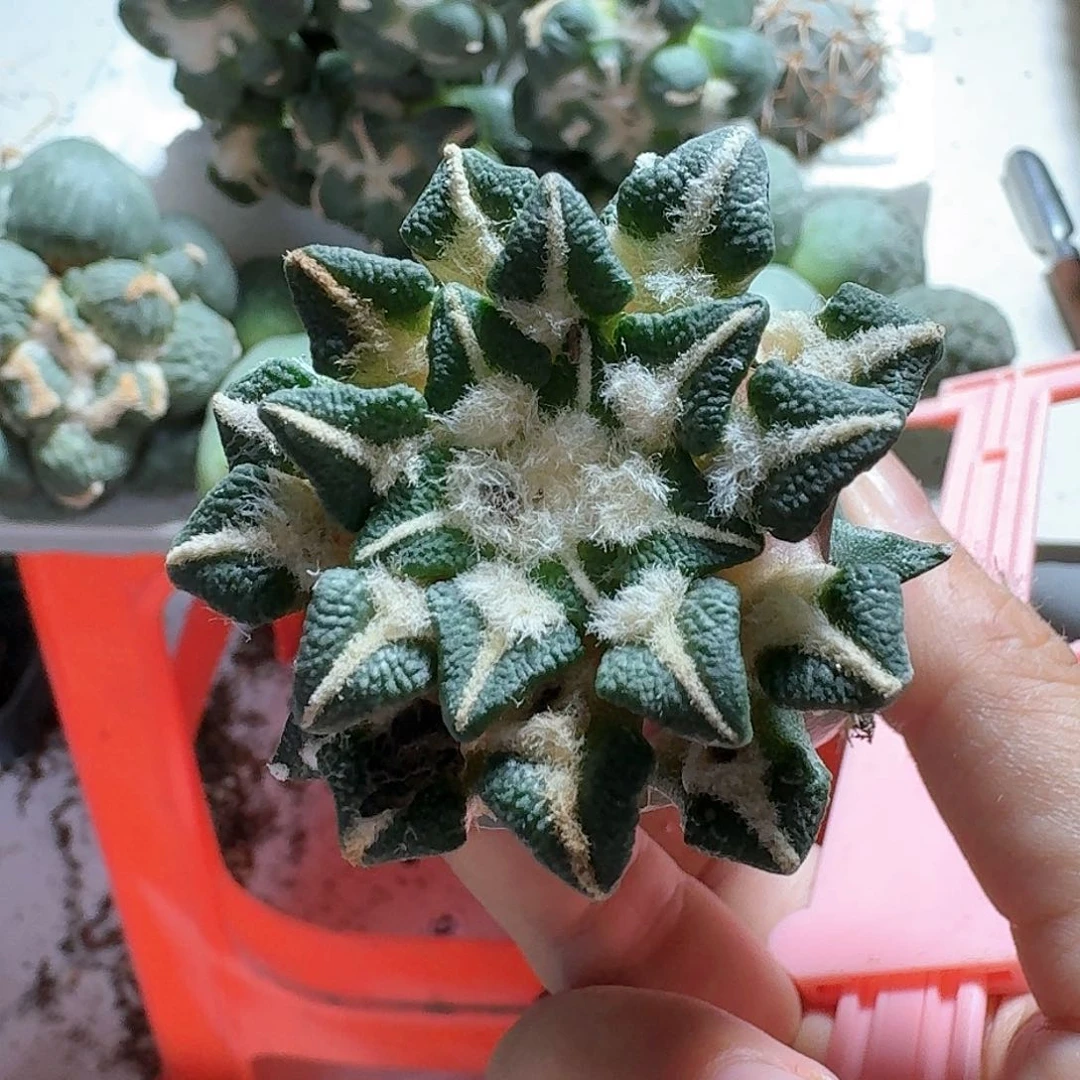 【闪购商品】无花朵房*庆颗粒黑321