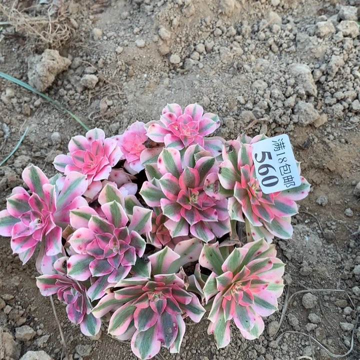 560粉女巫绣球4号