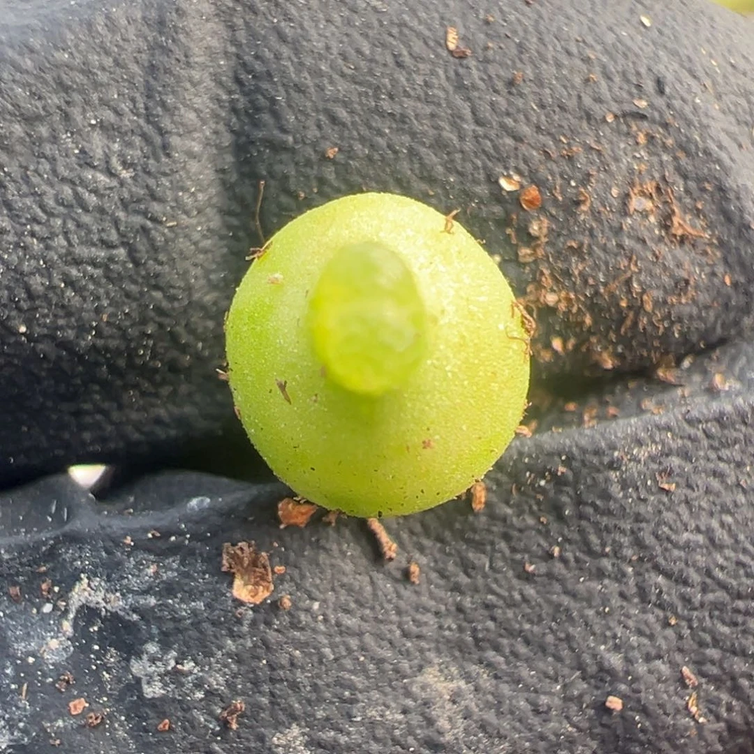 364号超级小葫芦。