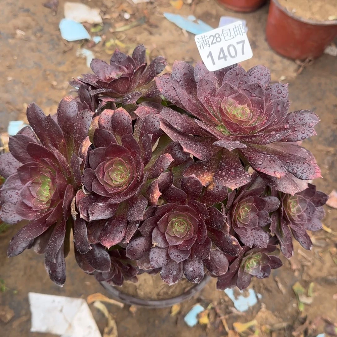 黑魔多肉1407满28包邮断枝不包