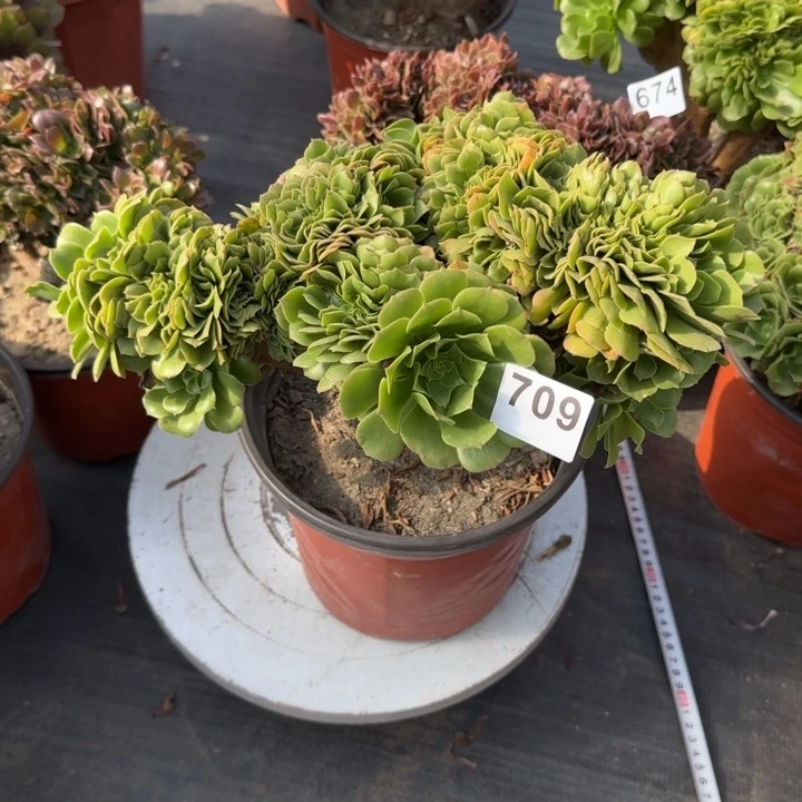 紫***竹多肉植物绿缀化709