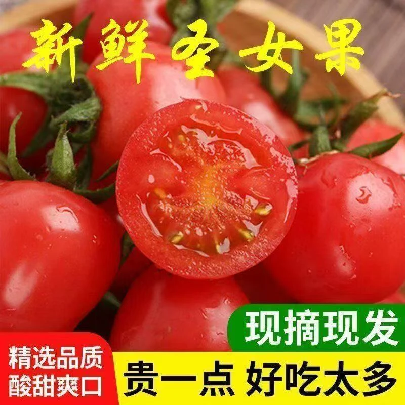5斤新鲜现摘自然熟千禧小番茄当季水果酸甜爆汁小西红柿农家蔬菜