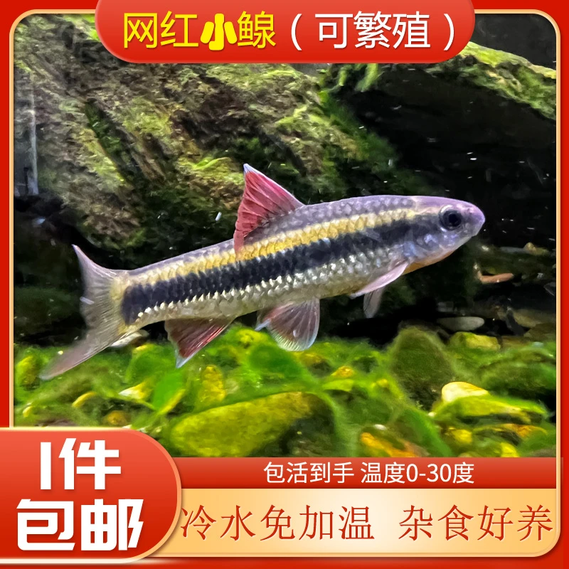 小鳈鱼-国产一眉道人 原生广温好养耐活