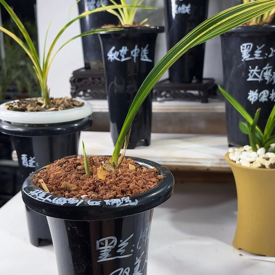用***5完全开放墨兰墨兰墨兰