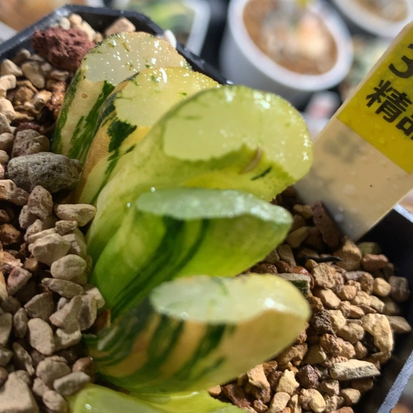 【闪购商品】390玉扇